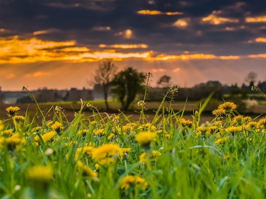 Wiese Löwenzahn Abenddämmerung