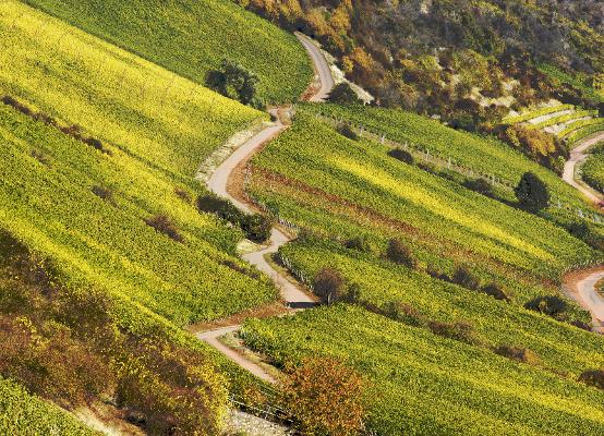 SWG_Oppenheim_Weinlage Nackenheimer_Rothenberg