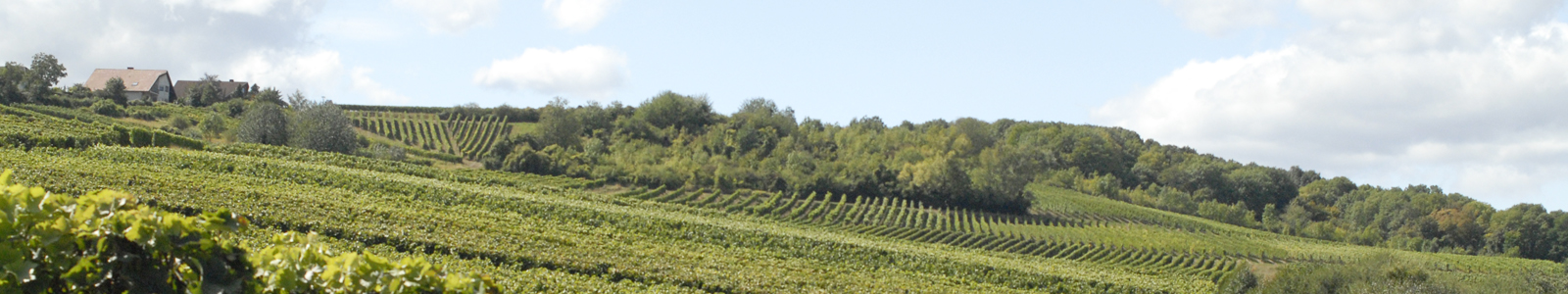 Weinberge, im Hintergrund Bäume ©DLR