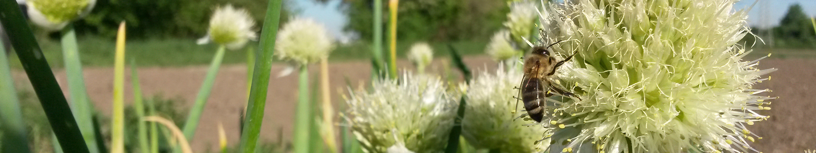 Biene auf Zwiebelblüte ©DLR