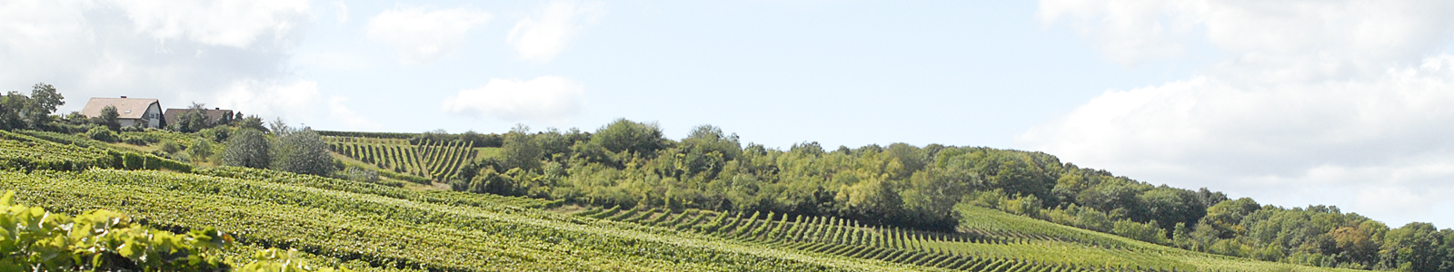 Landschft mit Weinbergen und Wald im Hintergrund © Dienstleistungszentren Ländlicher Raum